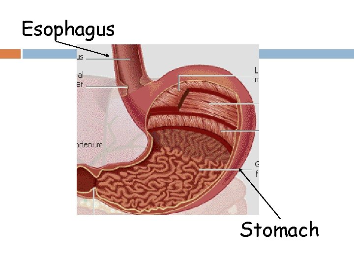 Esophagus Stomach 