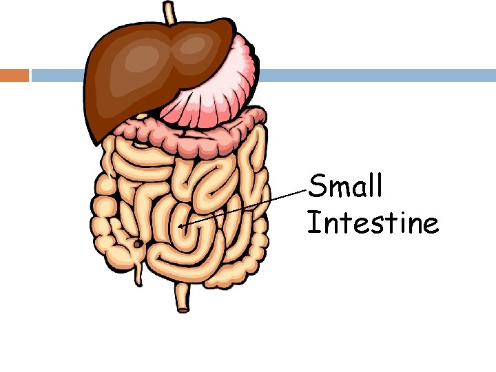 Small Intestine 
