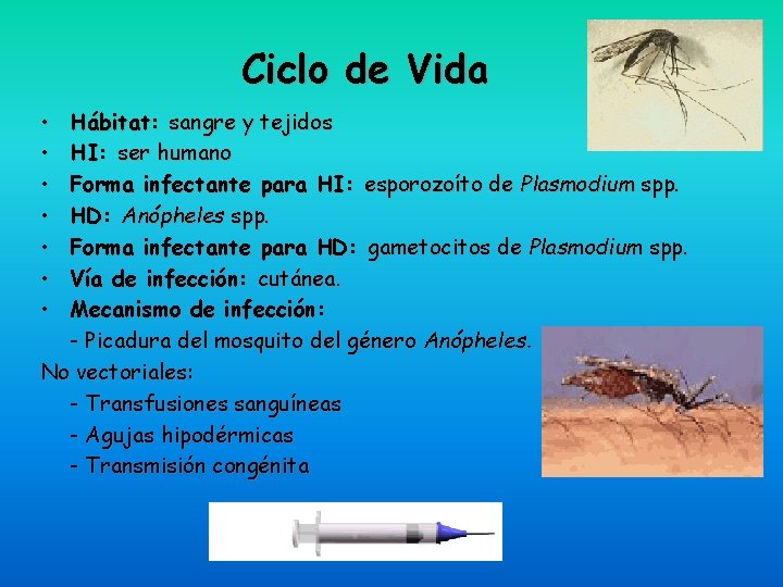 Ciclo de Vida • • Hábitat: sangre y tejidos HI: ser humano Forma infectante