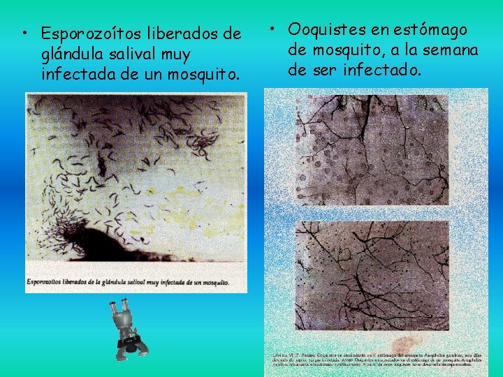  • Esporozoítos liberados de glándula salival muy infectada de un mosquito. • Ooquistes