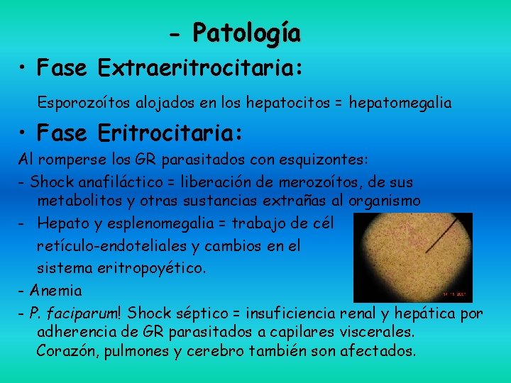 - Patología • Fase Extraeritrocitaria: Esporozoítos alojados en los hepatocitos = hepatomegalia • Fase