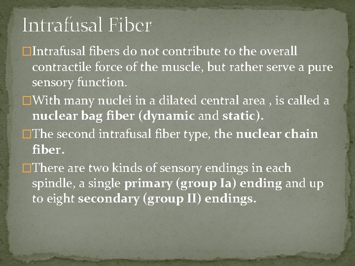 Intrafusal Fiber �Intrafusal fibers do not contribute to the overall contractile force of the