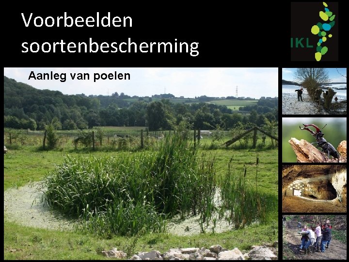 Voorbeelden soortenbescherming Aanleg van poelen 