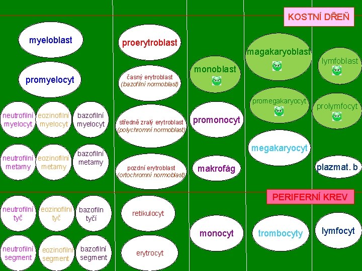 KOSTNÍ DŘEŇ myeloblast proerytroblast časný erytroblast (bazofilní normoblast) promyelocyt magakaryoblast monoblast promegakaryocyt neutrofilní eozinofilní