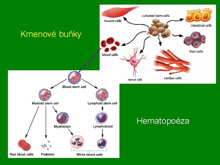 Kmenové buňky Hematopoéza 