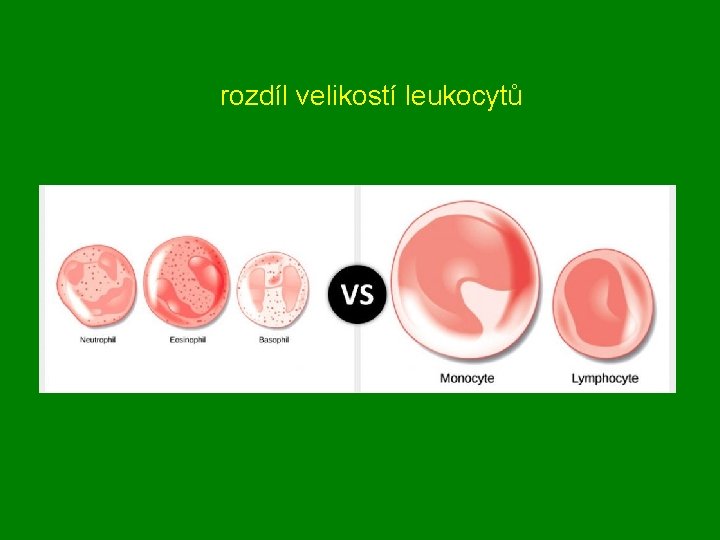 rozdíl velikostí leukocytů 