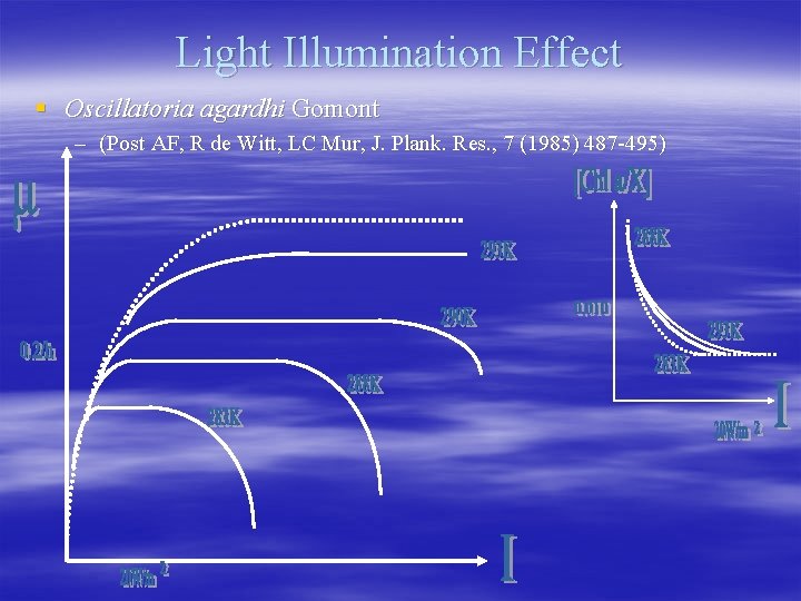 Light Illumination Effect § Oscillatoria agardhi Gomont – (Post AF, R de Witt, LC