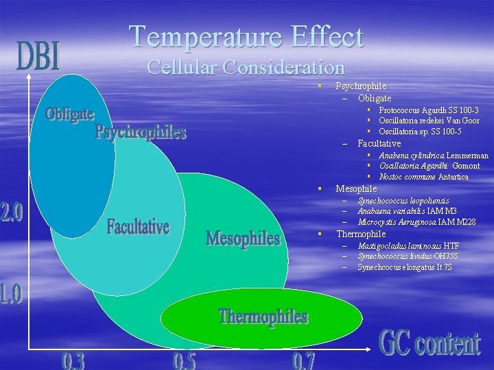 Temperature Effect Cellular Consideration § Psychrophile – Obligate § Protococcus Agardh SS 100 -3