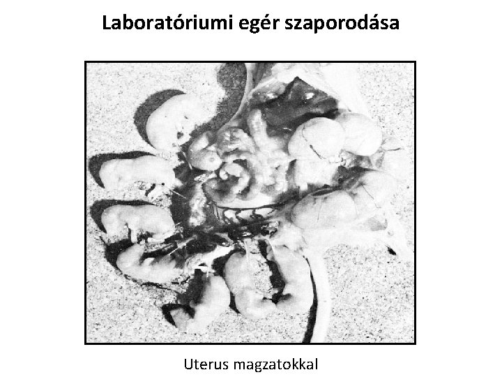 Laboratóriumi egér szaporodása Uterus magzatokkal Laboratóriumi egér szaporodása Uterus magzatokkal