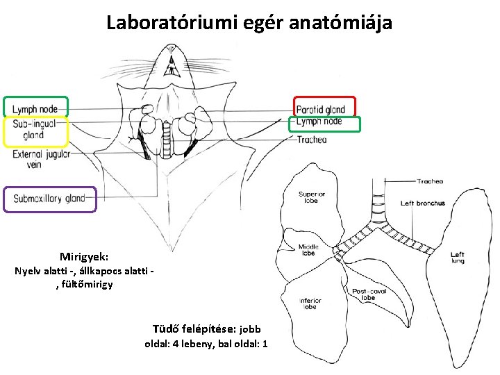 Laboratóriumi egér anatómiája Mirigyek: Nyelv alatti -, állkapocs alatti , fültőmirigy Tüdő felépítése: jobb Laboratóriumi egér anatómiája Mirigyek: Nyelv alatti -, állkapocs alatti , fültőmirigy Tüdő felépítése: jobb