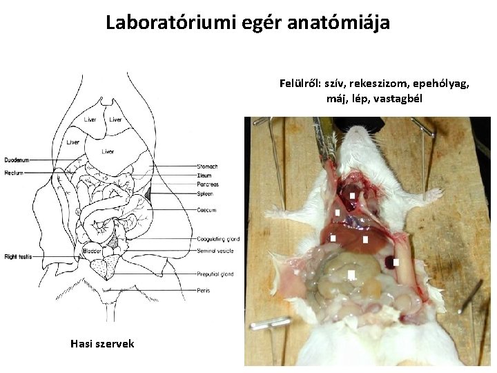 Laboratóriumi egér anatómiája Felülről: szív, rekeszizom, epehólyag, máj, lép, vastagbél Hasi szervek Laboratóriumi egér anatómiája Felülről: szív, rekeszizom, epehólyag, máj, lép, vastagbél Hasi szervek