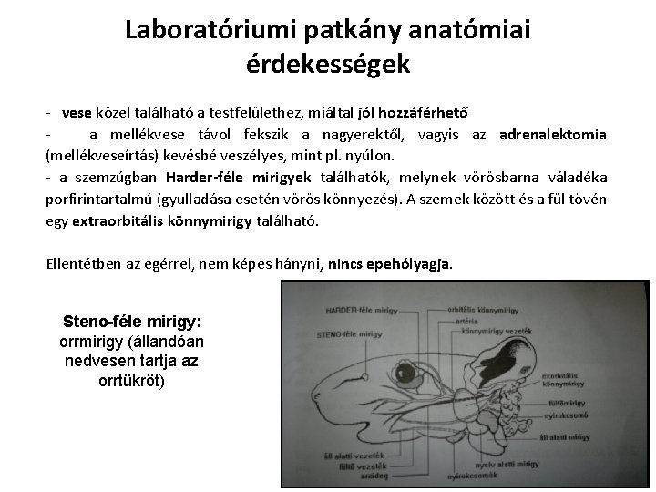 Laboratóriumi patkány anatómiai érdekességek - vese közel található a testfelülethez, miáltal jól hozzáférhető - Laboratóriumi patkány anatómiai érdekességek - vese közel található a testfelülethez, miáltal jól hozzáférhető -