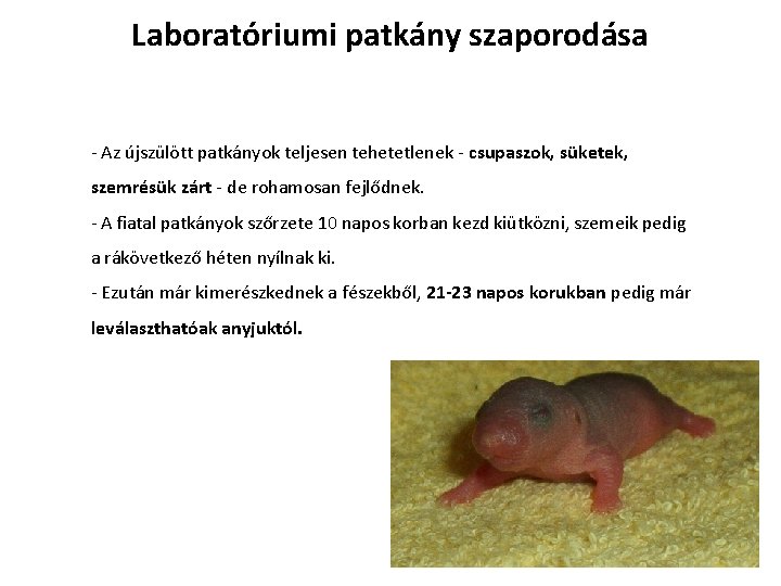 Laboratóriumi patkány szaporodása - Az újszülött patkányok teljesen tehetetlenek - csupaszok, süketek, szemrésük zárt Laboratóriumi patkány szaporodása - Az újszülött patkányok teljesen tehetetlenek - csupaszok, süketek, szemrésük zárt