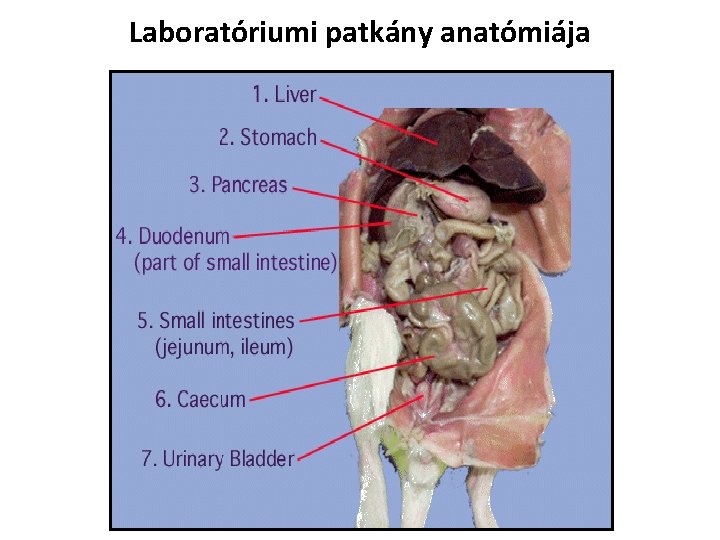Laboratóriumi patkány anatómiája Laboratóriumi patkány anatómiája
