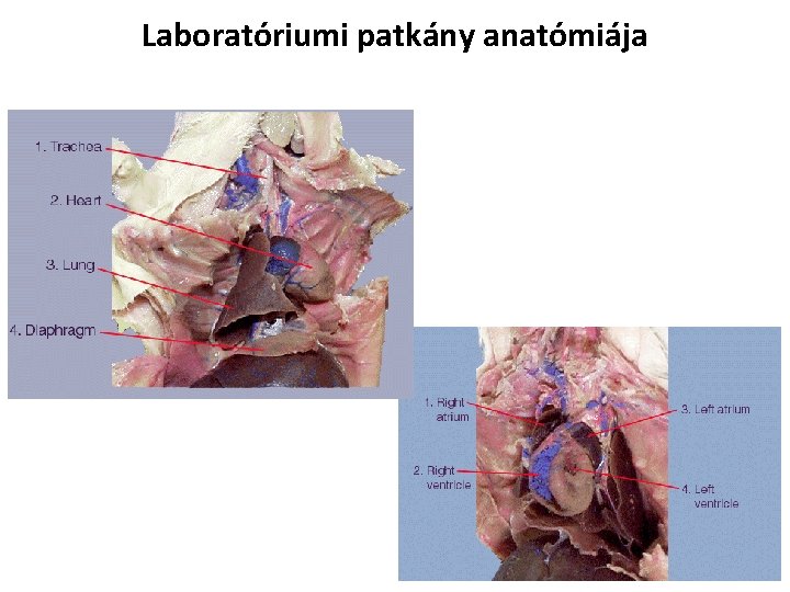 Laboratóriumi patkány anatómiája Laboratóriumi patkány anatómiája