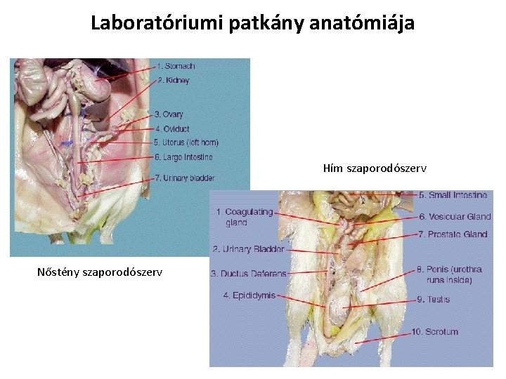 Laboratóriumi patkány anatómiája Hím szaporodószerv Nőstény szaporodószerv Laboratóriumi patkány anatómiája Hím szaporodószerv Nőstény szaporodószerv