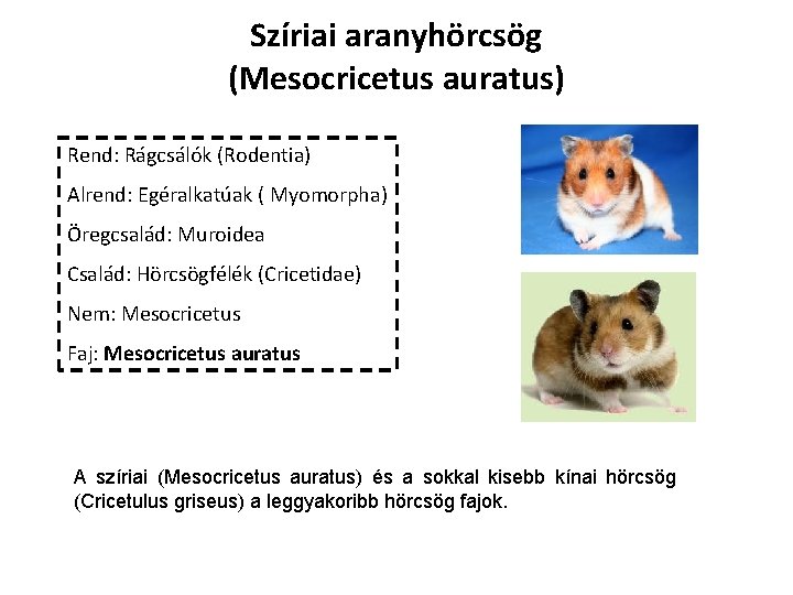 Szíriai aranyhörcsög (Mesocricetus auratus) Rend: Rágcsálók (Rodentia) Alrend: Egéralkatúak ( Myomorpha) Öregcsalád: Muroidea Család: Szíriai aranyhörcsög (Mesocricetus auratus) Rend: Rágcsálók (Rodentia) Alrend: Egéralkatúak ( Myomorpha) Öregcsalád: Muroidea Család: