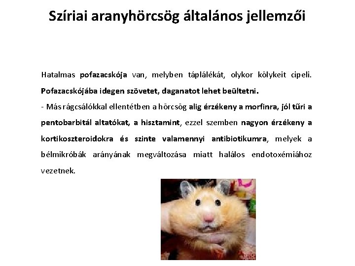 Szíriai aranyhörcsög általános jellemzői Hatalmas pofazacskója van, melyben táplálékát, olykor kölykeit cipeli. Pofazacskójába idegen Szíriai aranyhörcsög általános jellemzői Hatalmas pofazacskója van, melyben táplálékát, olykor kölykeit cipeli. Pofazacskójába idegen