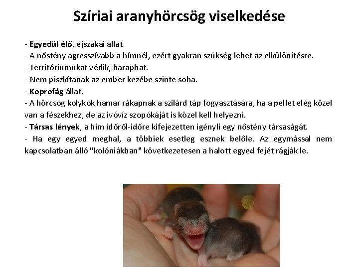 Szíriai aranyhörcsög viselkedése - Egyedül élő, éjszakai állat - A nőstény agresszívabb a hímnél, Szíriai aranyhörcsög viselkedése - Egyedül élő, éjszakai állat - A nőstény agresszívabb a hímnél,
