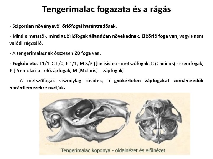 Tengerimalac fogazata és a rágás - Szigorúan növényevő, őrlőfogai harántredősek. - Mind a metsző-, Tengerimalac fogazata és a rágás - Szigorúan növényevő, őrlőfogai harántredősek. - Mind a metsző-,