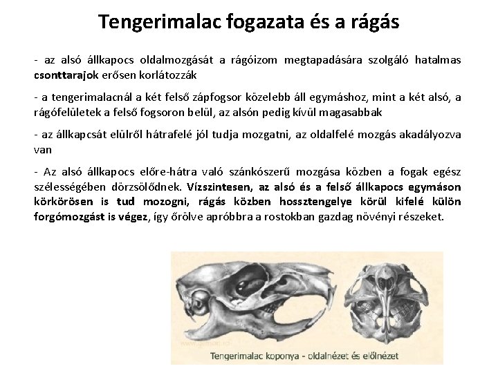 Tengerimalac fogazata és a rágás - az alsó állkapocs oldalmozgását a rágóizom megtapadására szolgáló Tengerimalac fogazata és a rágás - az alsó állkapocs oldalmozgását a rágóizom megtapadására szolgáló