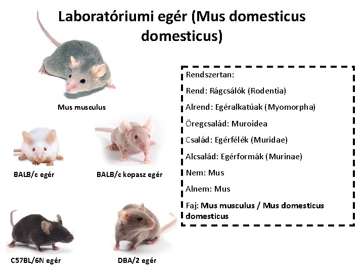 Laboratóriumi egér (Mus domesticus) Rendszertan: Rend: Rágcsálók (Rodentia) Alrend: Egéralkatúak (Myomorpha) Mus musculus Öregcsalád: Laboratóriumi egér (Mus domesticus) Rendszertan: Rend: Rágcsálók (Rodentia) Alrend: Egéralkatúak (Myomorpha) Mus musculus Öregcsalád: