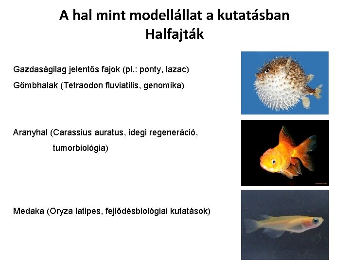 A hal mint modellállat a kutatásban Halfajták Gazdaságilag jelentős fajok (pl. : ponty, lazac) A hal mint modellállat a kutatásban Halfajták Gazdaságilag jelentős fajok (pl. : ponty, lazac)