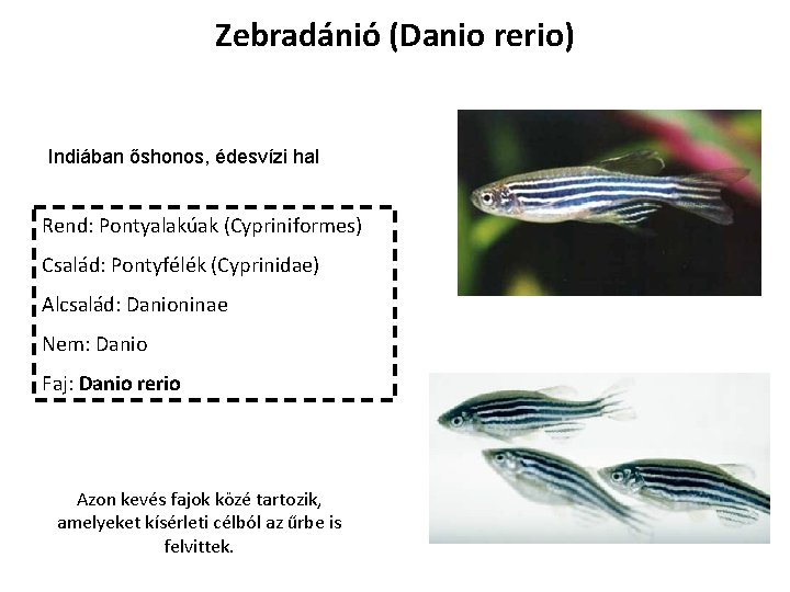 Zebradánió (Danio rerio) Indiában őshonos, édesvízi hal Rend: Pontyalakúak (Cypriniformes) Család: Pontyfélék (Cyprinidae) Alcsalád: Zebradánió (Danio rerio) Indiában őshonos, édesvízi hal Rend: Pontyalakúak (Cypriniformes) Család: Pontyfélék (Cyprinidae) Alcsalád: