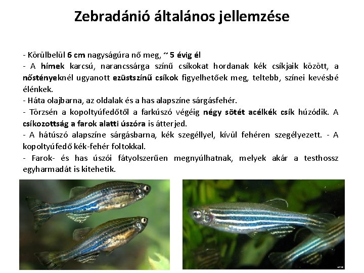 Zebradánió általános jellemzése - Körülbelül 6 cm nagyságúra nő meg, ~ 5 évig él Zebradánió általános jellemzése - Körülbelül 6 cm nagyságúra nő meg, ~ 5 évig él