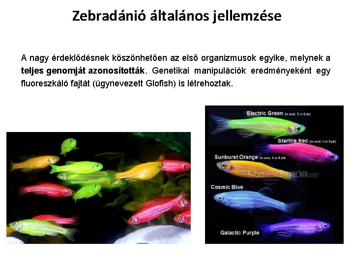 Zebradánió általános jellemzése A nagy érdeklődésnek köszönhetően az első organizmusok egyike, melynek a teljes Zebradánió általános jellemzése A nagy érdeklődésnek köszönhetően az első organizmusok egyike, melynek a teljes