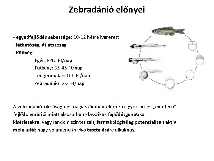 Zebradánió előnyei - egyedfejlődés sebessége: 10 -12 hétre ivarérett - láthatóság, átlátszóság - Költség: Zebradánió előnyei - egyedfejlődés sebessége: 10 -12 hétre ivarérett - láthatóság, átlátszóság - Költség: