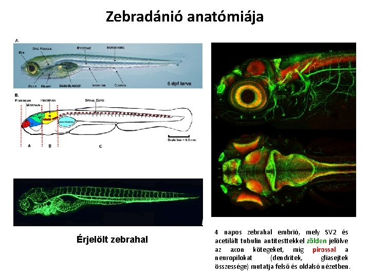 Zebradánió anatómiája Érjelölt zebrahal 4 napos zebrahal embrió, mely SV 2 és acetilált tubulin Zebradánió anatómiája Érjelölt zebrahal 4 napos zebrahal embrió, mely SV 2 és acetilált tubulin