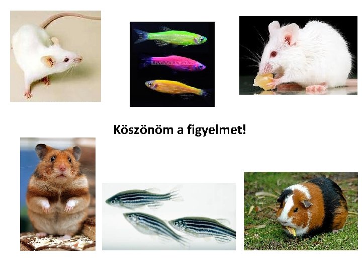 Köszönöm a figyelmet! Köszönöm a figyelmet!