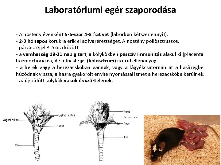 Laboratóriumi egér szaporodása - A nőstény évenként 5 -6 -szor 4 -8 fiat vet Laboratóriumi egér szaporodása - A nőstény évenként 5 -6 -szor 4 -8 fiat vet