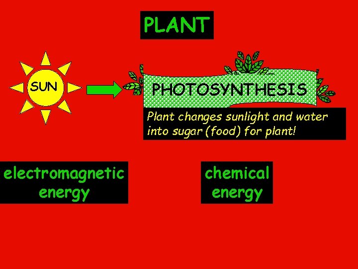 PLANT SUN PHOTOSYNTHESIS Plant changes sunlight and water into sugar (food) for plant! electromagnetic