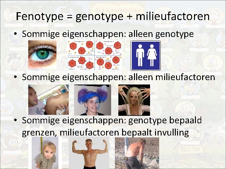 Fenotype = genotype + milieufactoren • Sommige eigenschappen: alleen genotype • Sommige eigenschappen: alleen