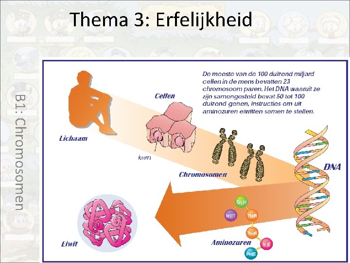 Thema 3: Erfelijkheid B 1: Chromosomen 