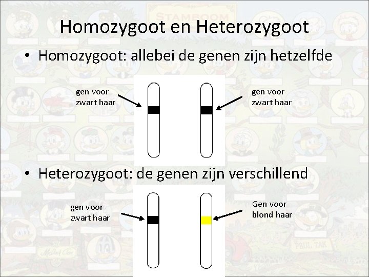 Homozygoot en Heterozygoot • Homozygoot: allebei de genen zijn hetzelfde gen voor zwart haar