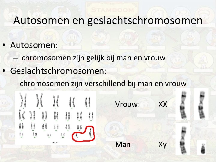 Autosomen en geslachtschromosomen • Autosomen: – chromosomen zijn gelijk bij man en vrouw •