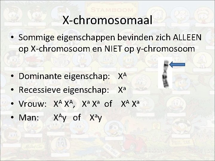 X-chromosomaal • Sommige eigenschappen bevinden zich ALLEEN op X-chromosoom en NIET op y-chromosoom •