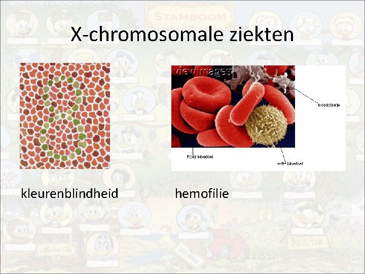 X-chromosomale ziekten kleurenblindheid hemofilie 