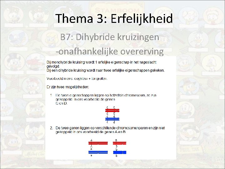 Thema 3: Erfelijkheid B 7: Dihybride kruizingen -onafhankelijke overerving 