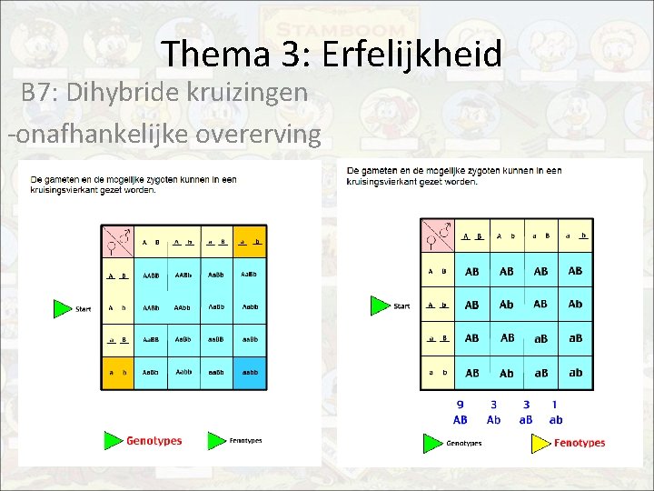 Thema 3: Erfelijkheid B 7: Dihybride kruizingen -onafhankelijke overerving 