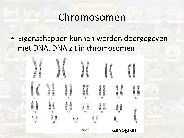 Chromosomen • Eigenschappen kunnen worden doorgegeven met DNA zit in chromosomen karyogram 