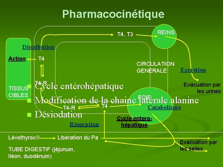 Pharmacocinétique REINS T 4, T 3 Distribution Action T 4 CIRCULATION Excrétion GENERALE T