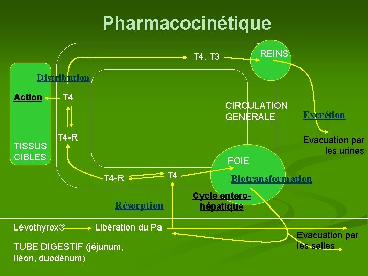 Pharmacocinétique REINS T 4, T 3 Distribution Action TISSUS CIBLES T 4 CIRCULATION GENERALE