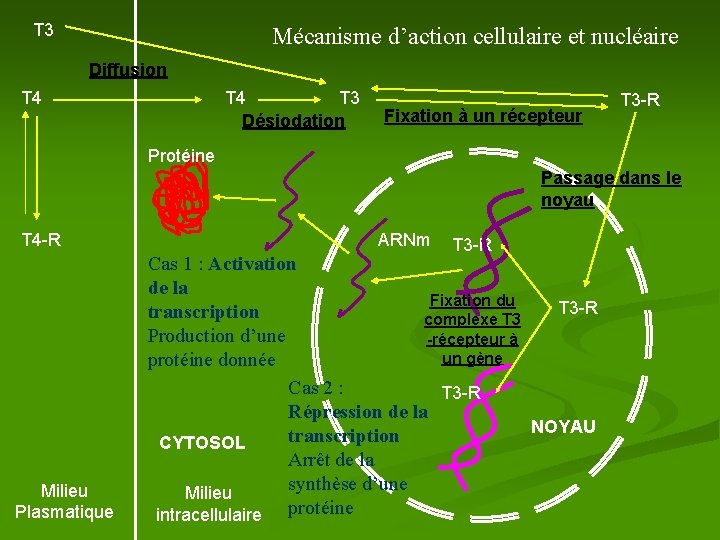 T 3 Mécanisme d’action cellulaire et nucléaire Diffusion T 4 T 3 Désiodation Fixation