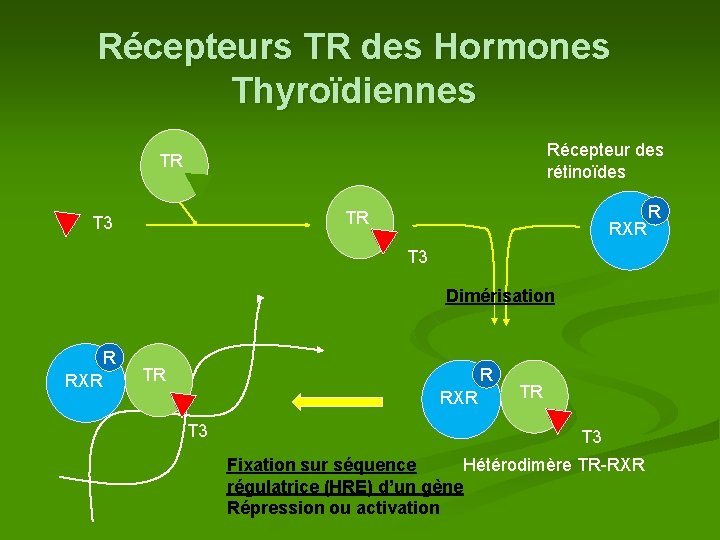 Récepteurs TR des Hormones Thyroïdiennes Récepteur des rétinoïdes TR TR T 3 RXR T