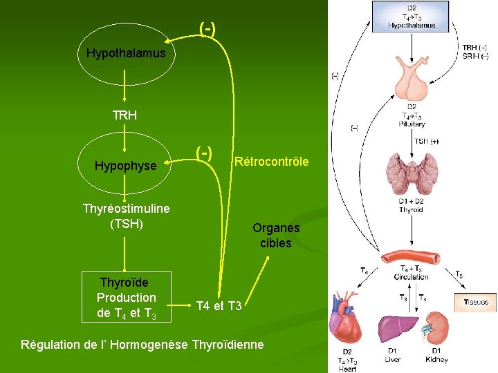 (-) Hypothalamus TRH Hypophyse (-) Rétrocontrôle Thyréostimuline (TSH) Thyroïde Production de T 4 et