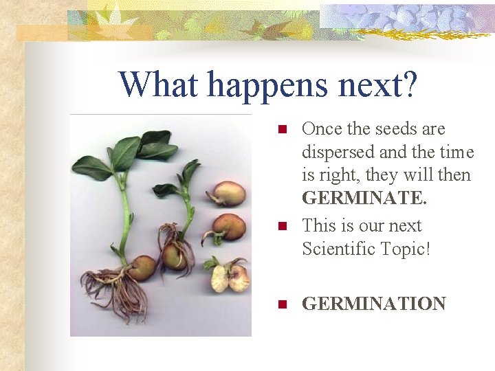 What happens next? n n Once the seeds are dispersed and the time is